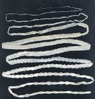 karne tapeworm