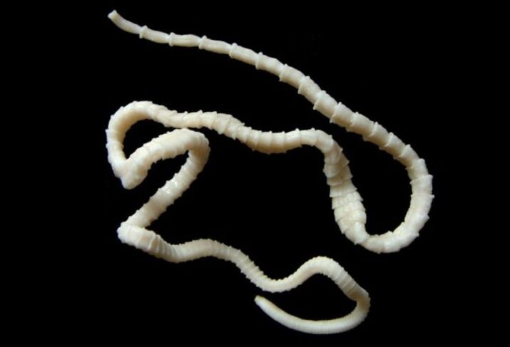 Daghang tapeworm